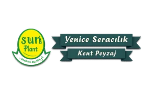 Sun Plant